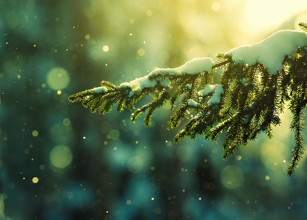 pine, snow and snowflakes