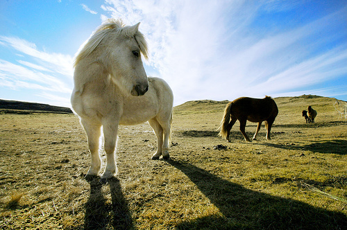 animal, field, horse, pony, sky, white horse