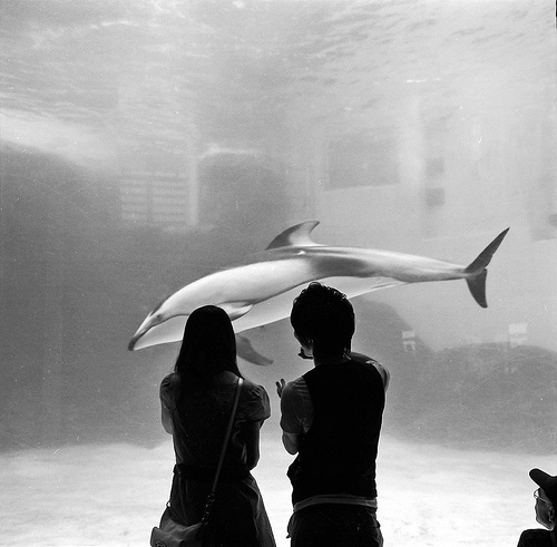 aquarium, couple and dolphin