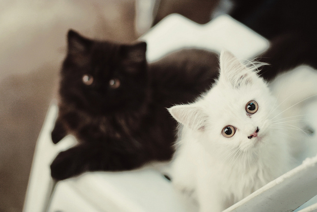 black and white, cat and cats