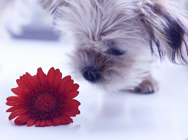 cute, dog and flower