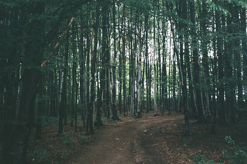 dark, forest and green