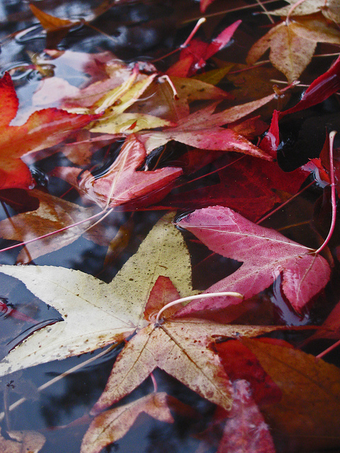 fall, leaf and puddle