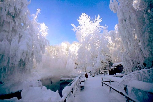 forest, snow and trees