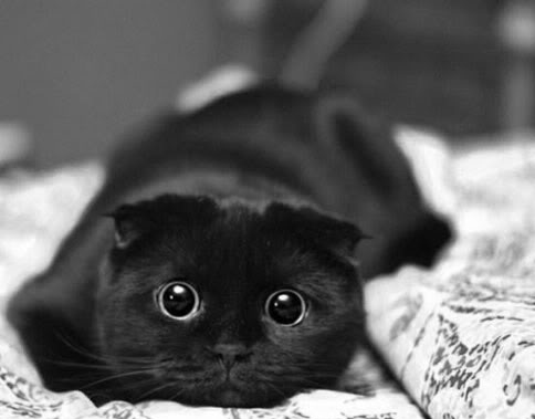 Photo Cute Cats on Adorable  Awesome  Big  Black  Cat  Cute   Inspiring Picture On Favim