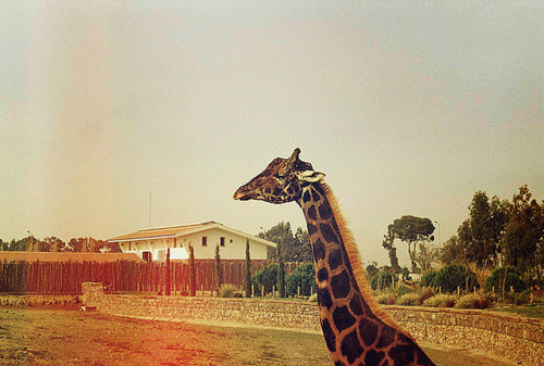 animal, girafa and nature