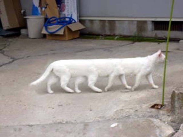animals-cats-funny-is-so-loooooooong-white-Favim.com-95534.jpg