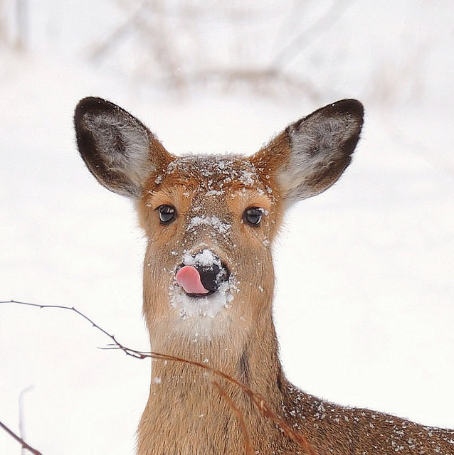 animals, cute and deer