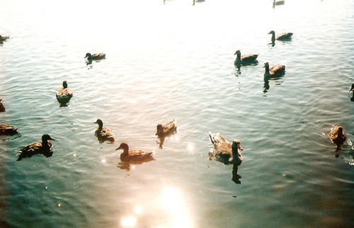 animals, ducks and film