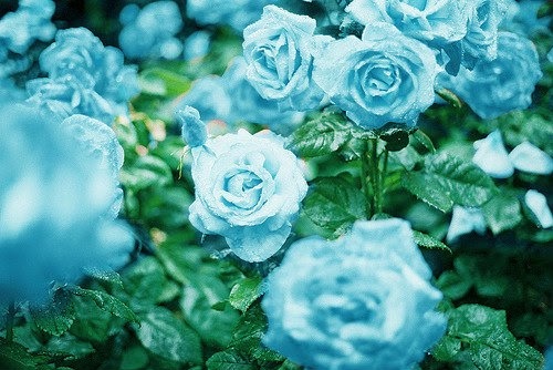 beautiful, blue and flower