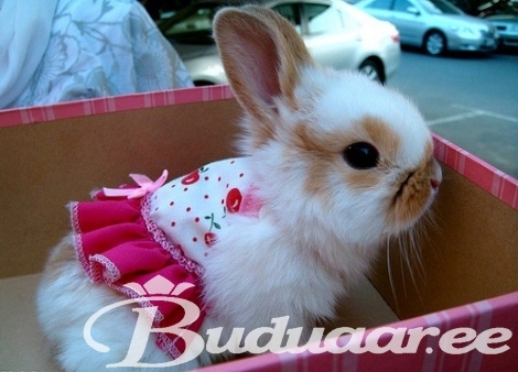 box, bunny and cute