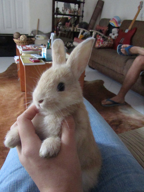 bunny, coelho and cute