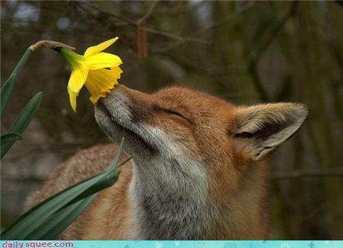 cute, flower and fox