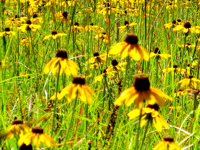 daisy, field and field of lfowers