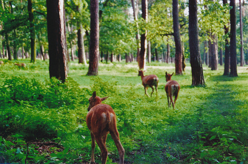 deer, forest and grass