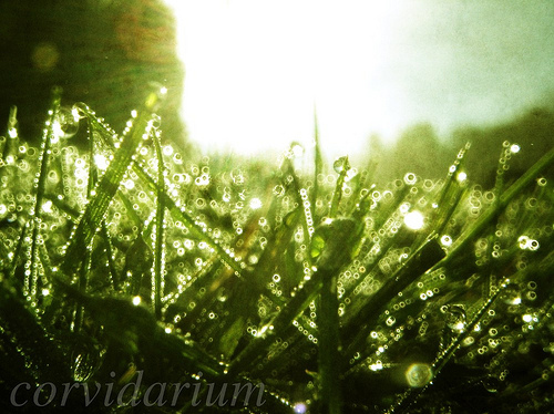 dew, grass and light