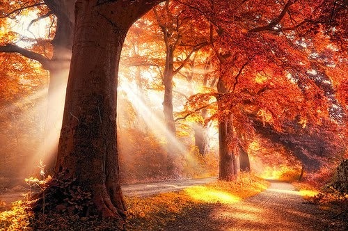 amazing, autumn and awesome