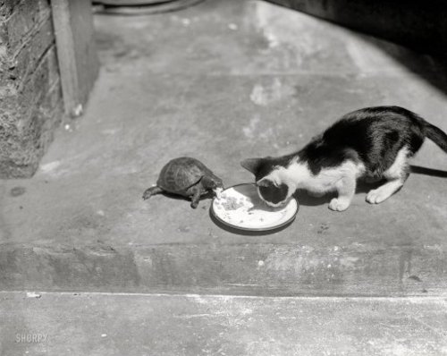 animal, black and white and cat