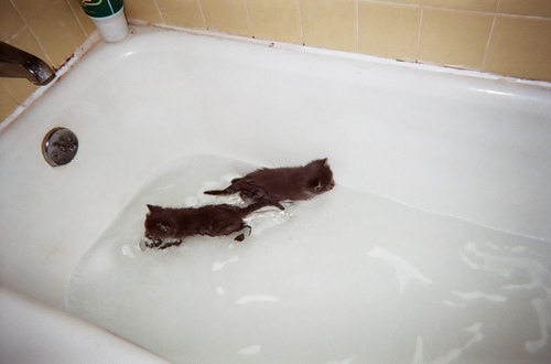 bath, bath tub and cats
