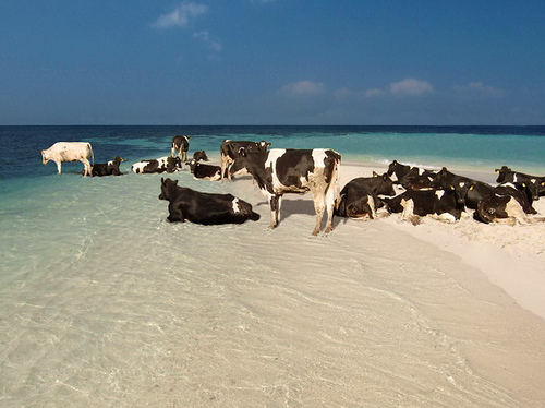 beach, cows and funny