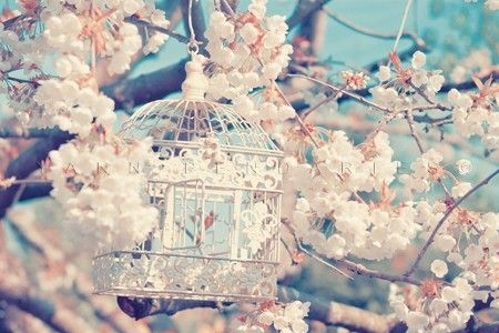 bird cage,  blossom and  flowers