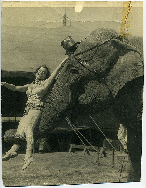 black and white, circus and elephant