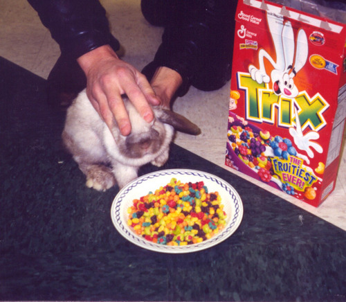 bunny, cereal and cute