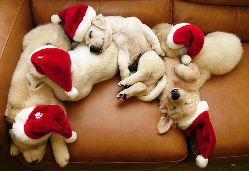 christimas, christmas and dogs