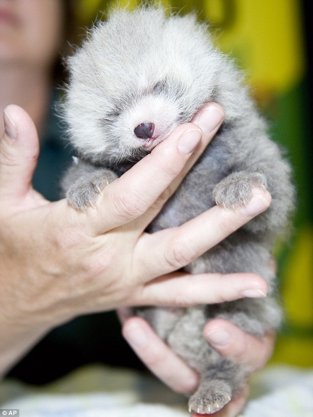 cub, cute and finger