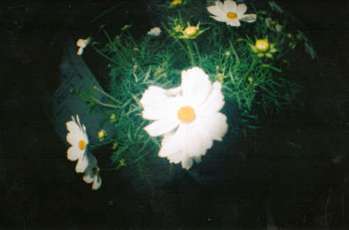 daisy, fisheye and flower