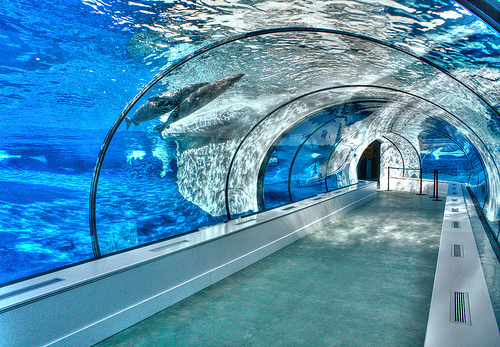 aquarium, awesome and blue