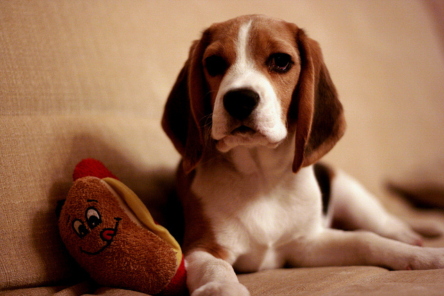 beagle, color and cute
