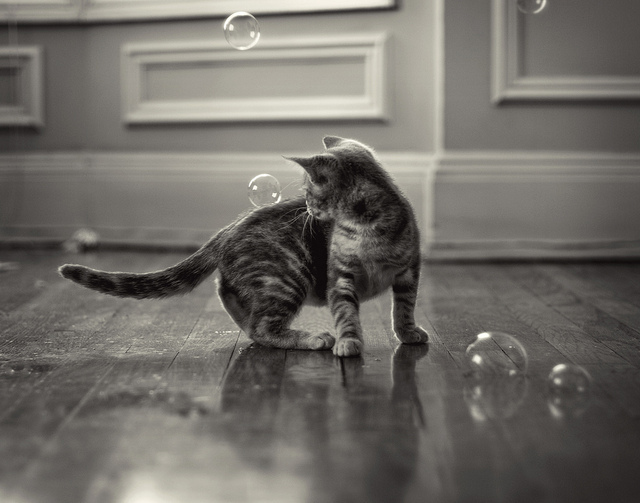bubbles, cat and cute