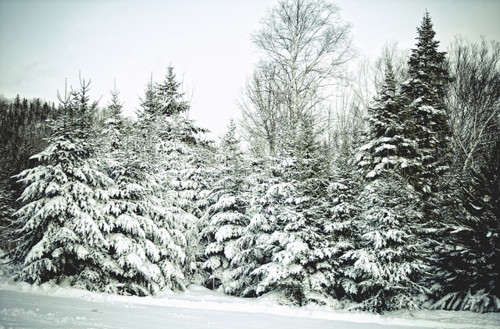 christmas, lovely, madamelulu, snow, trees, winter