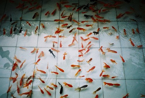 fish, photography and pretty