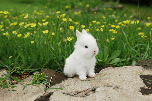 adoreable, baby and bunny