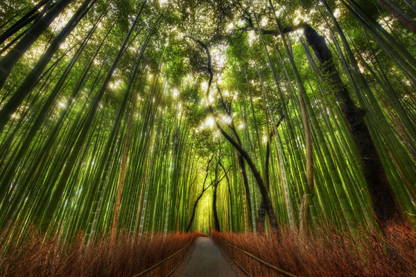 bamboo, beautiful and forest