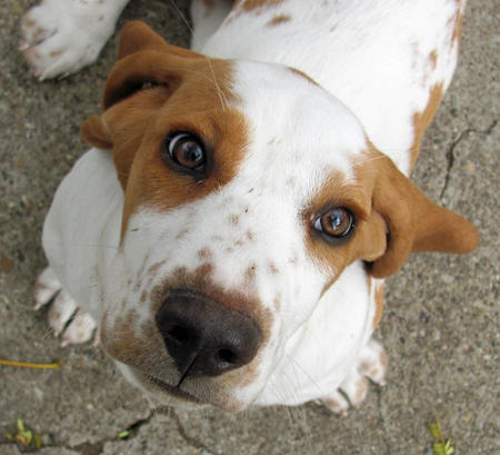 basset hound, cute and daily puppy