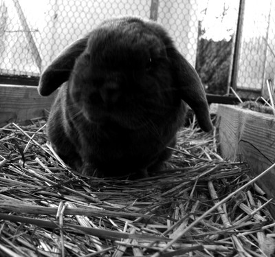 black and white, bunny and cute