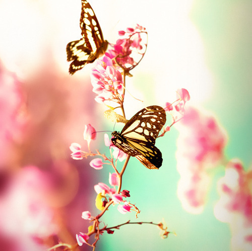 butterfly, cute and flower
