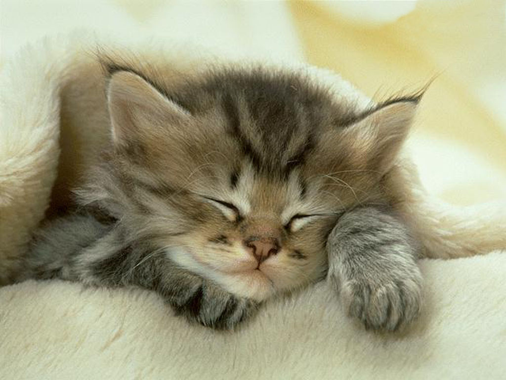 cat, kitty, love, sleeping, sleepy - ins... : 【至高の癒し】海外サイトで見つけたネコ画像まとめ