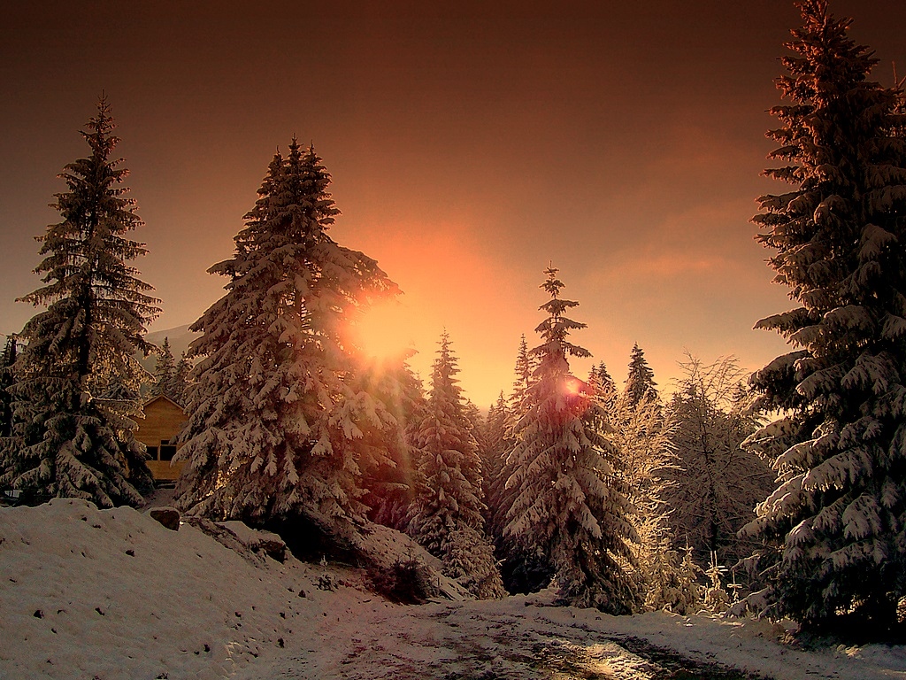 snow, sunset and trees