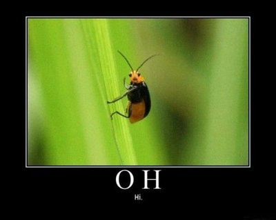 Funny Pictures Animals on Animal  Cute  Funny  Insect  Lol   Inspiring Picture On Favim Com