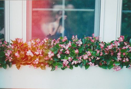 beautiful, flowers, nature, photography, pink, pretty, window