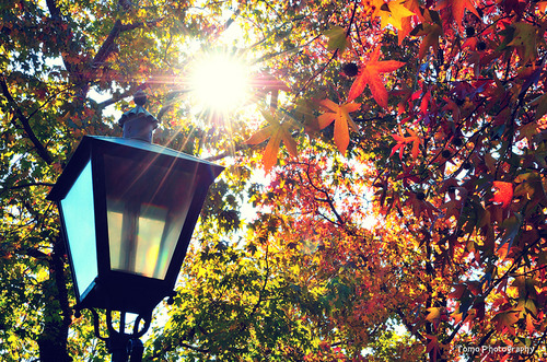 fall, lamp and leaves