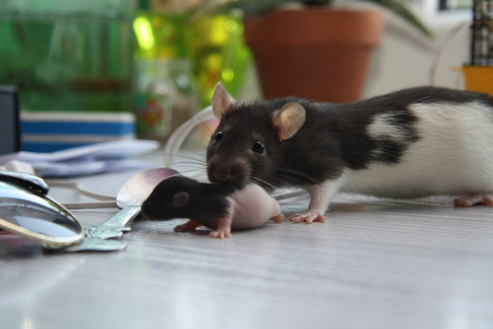 Baby Rat Images