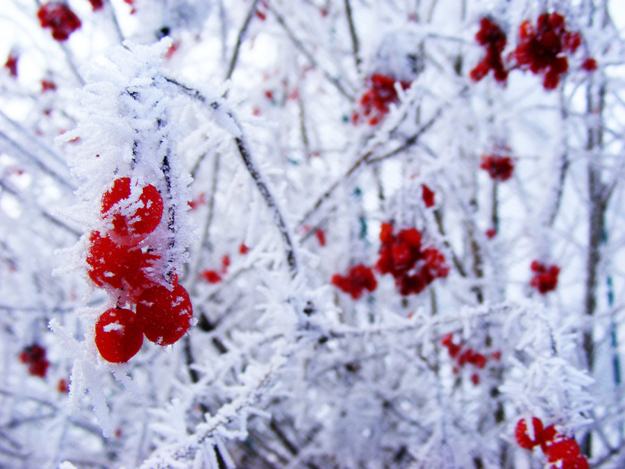 beautiful, cherry and frost