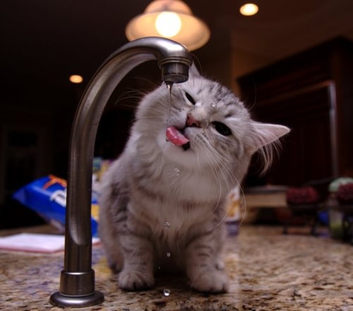 cat, counter and faucet