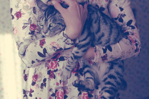 cat, cute, flowers, girl, kitten, photography