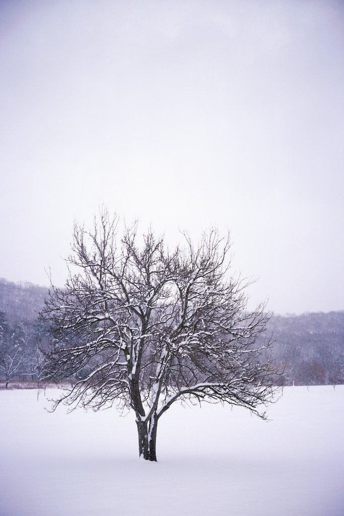 cold, deciduous tree and lone